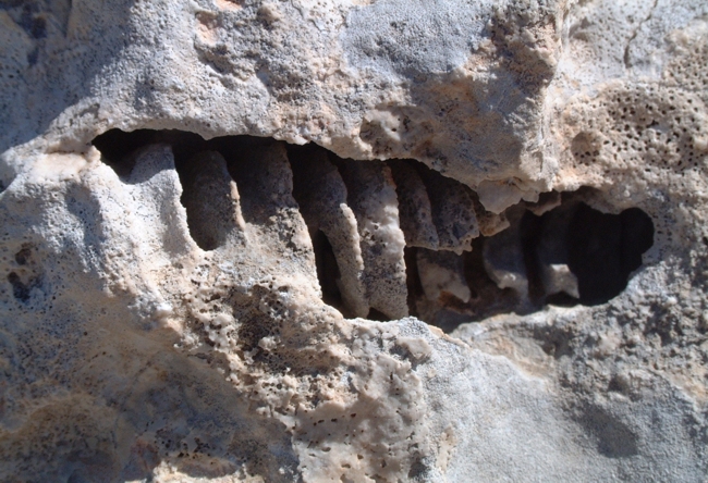 Impronte di fossili